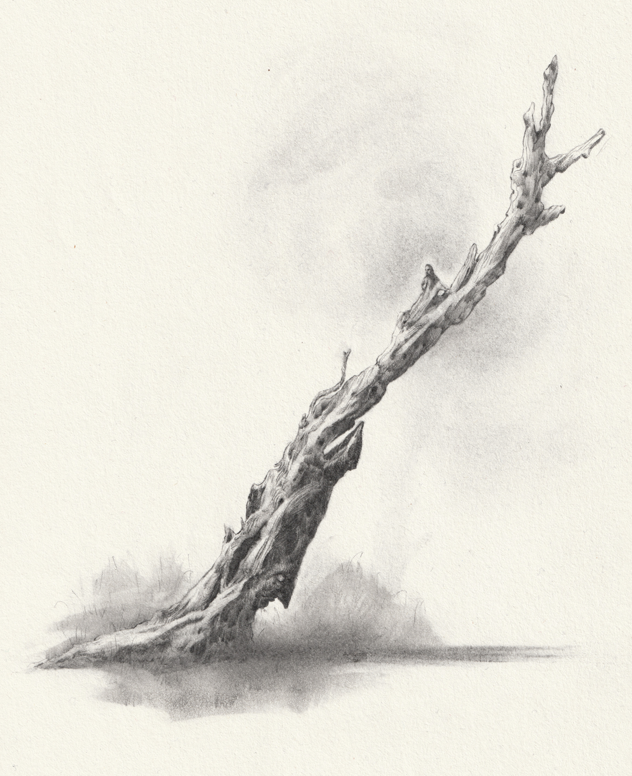 The cursed tree (2023), graphite on paper, 21 x 29 cm